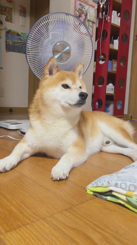 言葉を理解するケンシロウくん