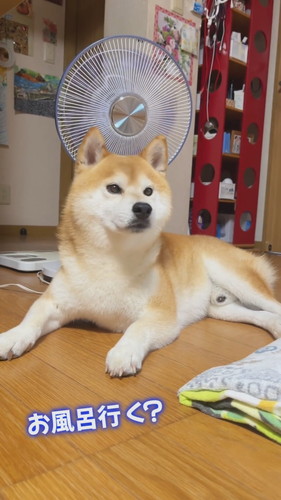 言葉を理解するケンシロウくん