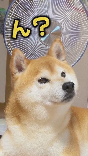 言葉を理解するケンシロウくん