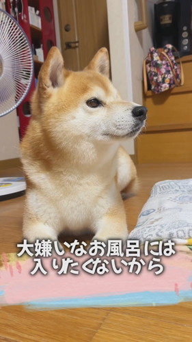 言葉を理解するケンシロウくん