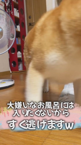 言葉を理解するケンシロウくん