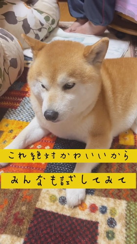 ケンシロウくん