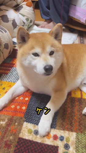 ケンシロウくん