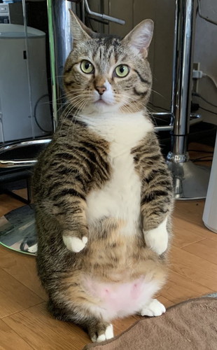 ぽんたくん「電源入れた？」