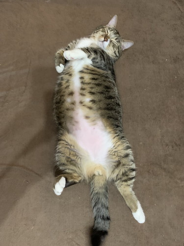 ぽんたくんとぽこちゃん