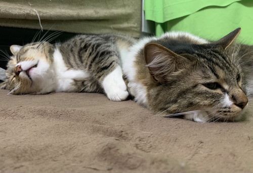 ぽんたくんとぽこちゃん