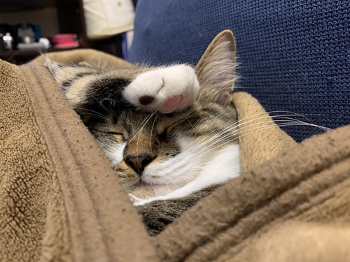 ぽんたくんとぽこちゃん