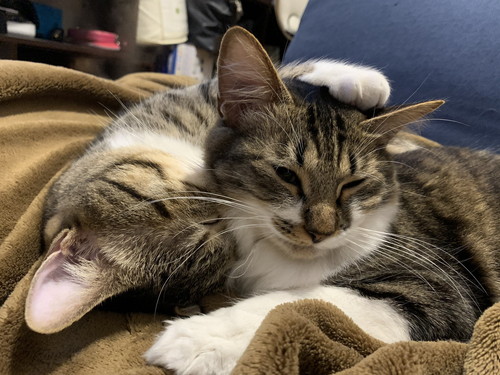 ぽんたくんとぽこちゃん