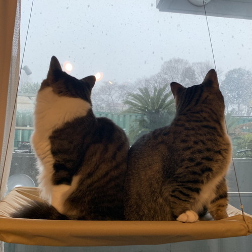 ぽんたくんとぽこちゃん