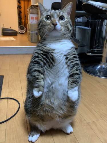 ぽんたくんとぽこちゃん