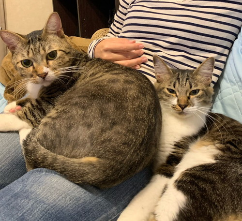 ぽんたくんとぽこちゃん