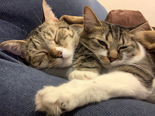 ぽんたくんとぽこちゃん