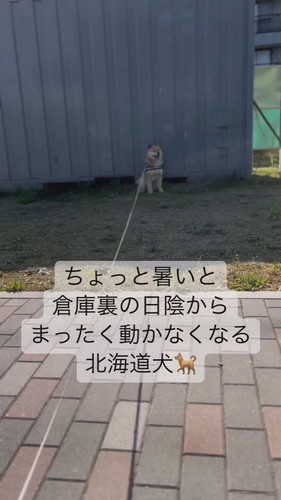 日陰に入って動かない冬一郎くん