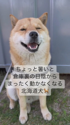 日陰に入って動かない冬一郎くん