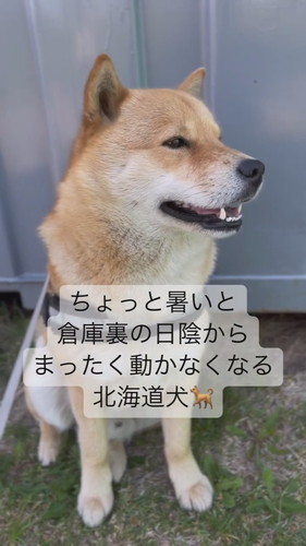 日陰に入って動かない冬一郎くん