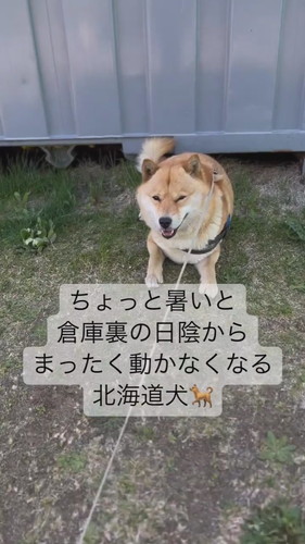 日陰に入って動かない冬一郎くん