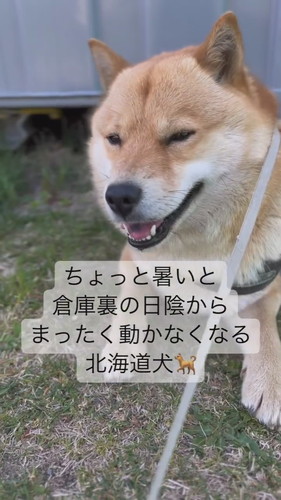 日陰に入って動かない冬一郎くん