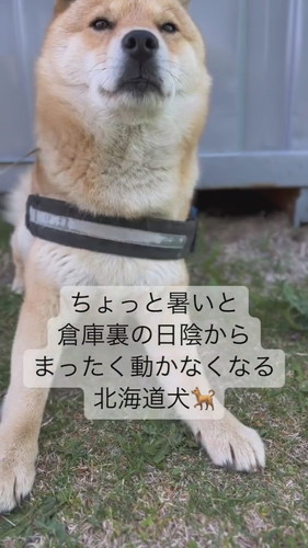 日陰に入って動かない冬一郎くん