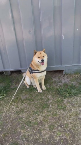 日陰に入って動かない冬一郎くん