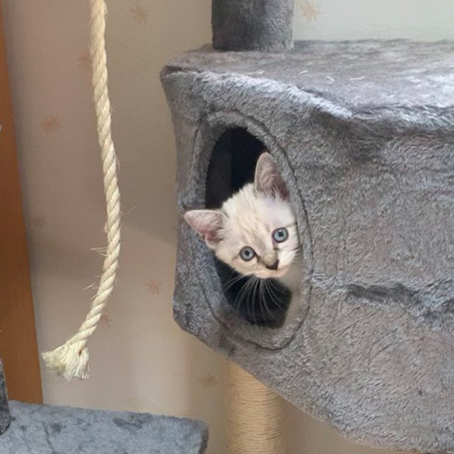 猫
