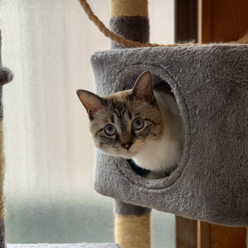 別猫に成長した子猫