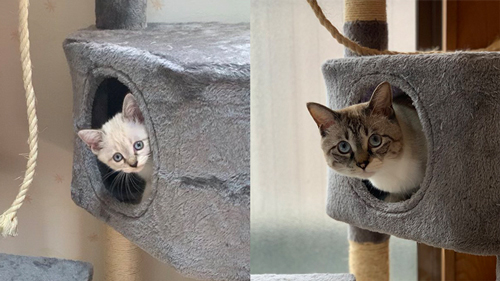 別猫に成長した子猫