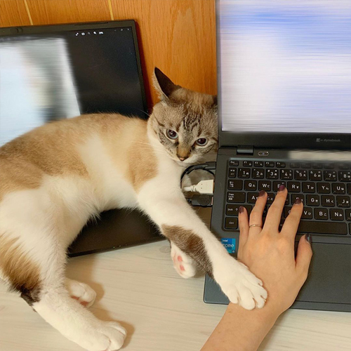 仕事をさせないこめちゃん