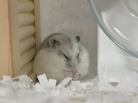 ハムスタービフォアフ