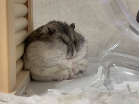 ぽっちゃりハムさん隅っこで寝てる