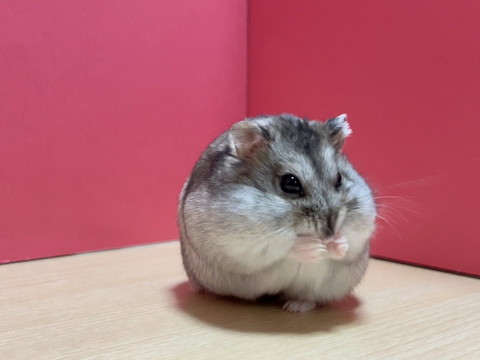 顔の前に手を持ってきたハムちゃん