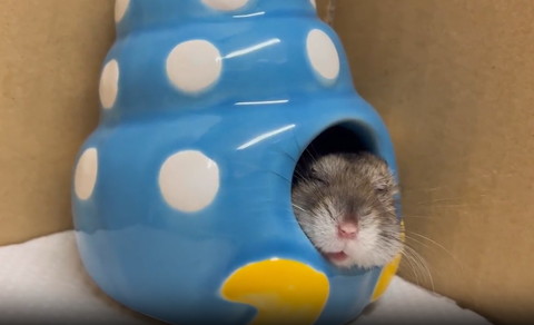 貝殻で寝てるハム