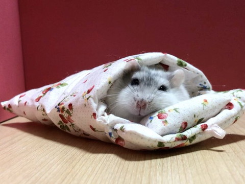 花柄の布団にハム