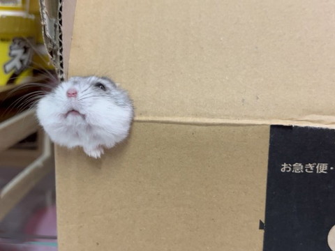 ダンボールからハムスター