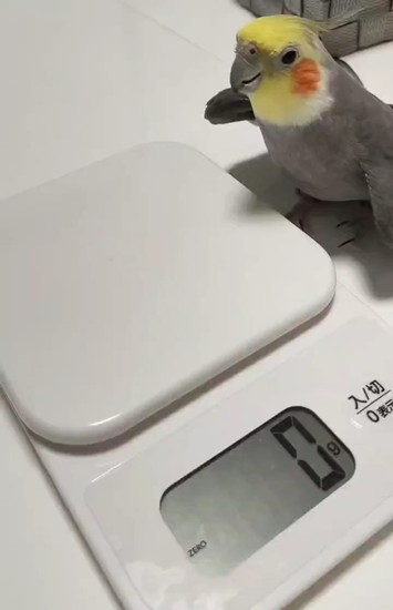 計量器とインコ