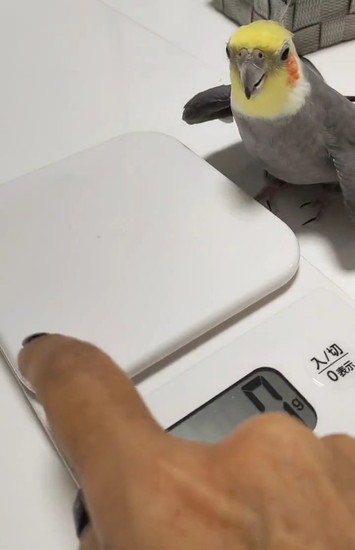 指を見るインコ