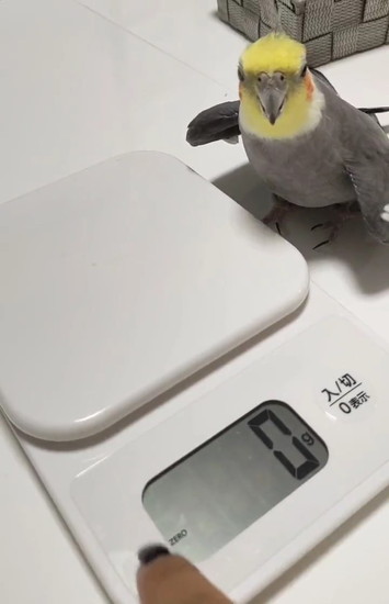 目配せするインコ