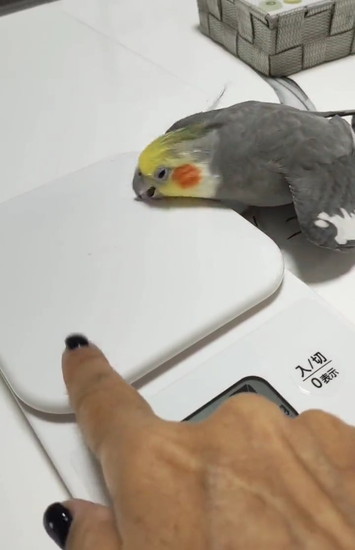 計測器を叩くインコ