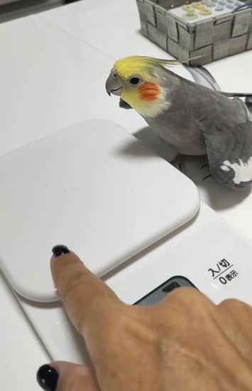 計りを見るインコ