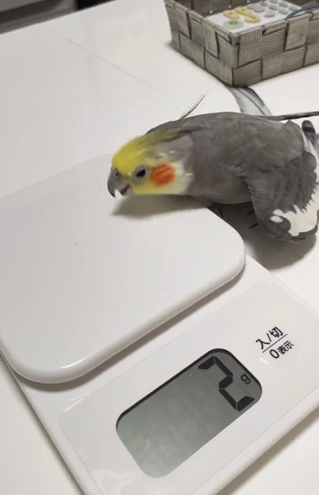 計りをつつくインコ