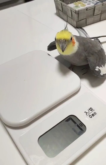 手前を見るインコ