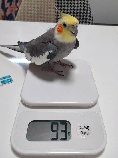 計りに乗るインコ