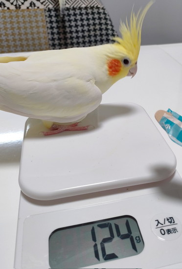 計りに乗ったインコ