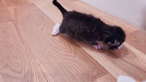 はじめてのお散歩