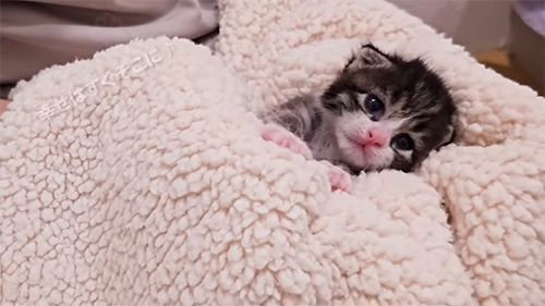 ブランケットに包まれたピノちゃん