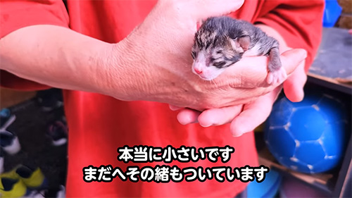 本当に小さいです