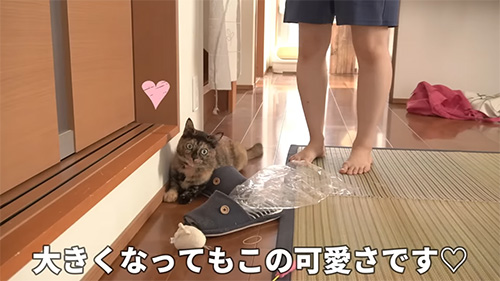 大きくなっても