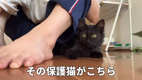 その保護猫がこちら