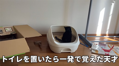 トイレ置いたら
