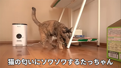 ソワソワするたっちゃん