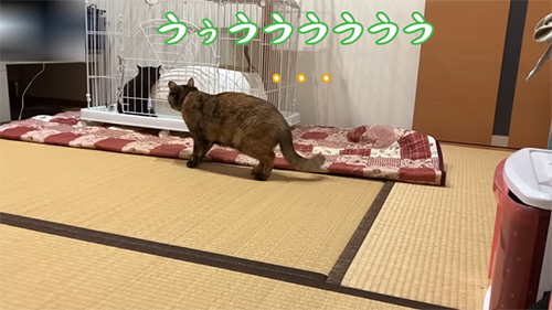 ううう猫